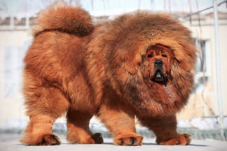 image Hilarious and Adorable Dog Breeds You've Never Heard Of