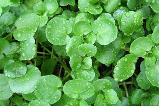 image for Watercress: Pet Food Ingredients A to Z
