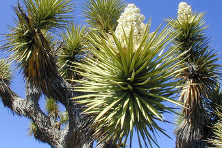 image for Yucca Schidigera: Pet Food Ingredients A to Z