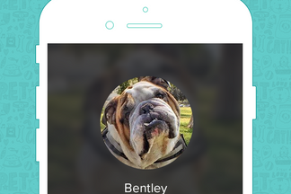 image for Pet of the Week: Bentley