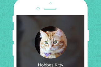 image for Pet of the Week: Hobbes kitty