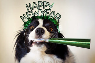 image for New Year's Resolutions: Feed Your Dog Better