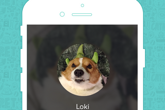 image for Pet of the Week: Loki
