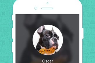 image for Pet of the Week: Oscar