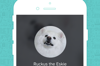 image for Pet of the Week: Ruckus the Eskie
