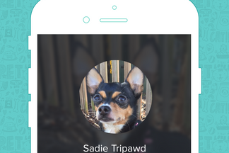 image for Pet of the Week: Sadie Tripawd