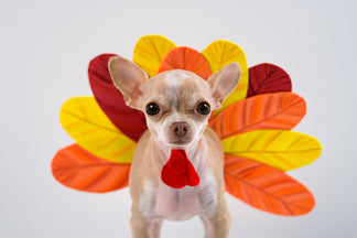 image for Feeding Dogs Thanksgiving Turkey: Yea or Nay?