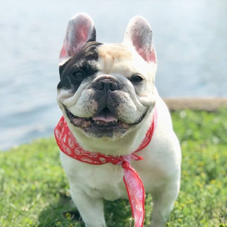 image Manny the Frenchie