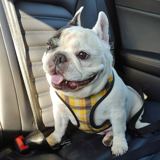 image Manny the Frenchie